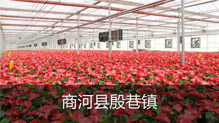 商河县殷巷镇